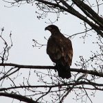 Immature Bald Eagle in tree