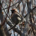 Bohemian Waxwing