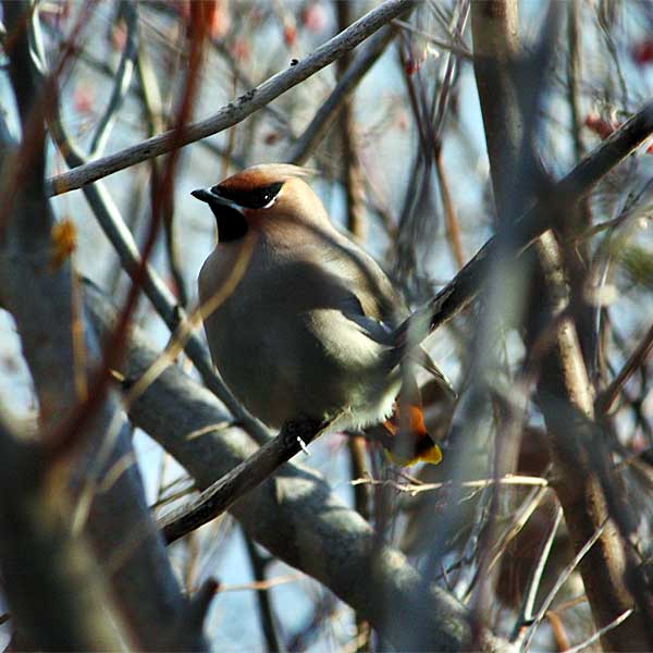 Bohemian Waxwing home gallery