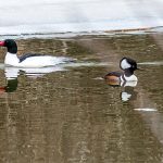 Common and Hooded Mergansers