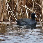 American Coot