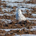 Snowy Owl on the ground 1