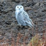 Snowy Owl on the ground 2