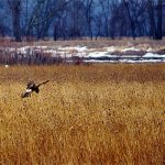 Northern Harrier in flight 2