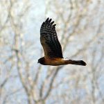 Northern Harrier in flight 1