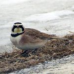 Horned Lark head on