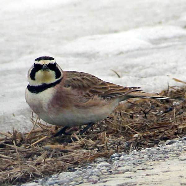 Horned Lark head on home gallery