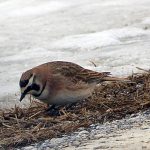 Horned Lark in profile