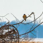 Kestrel in branches