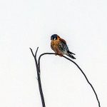 Kestrel on a branch