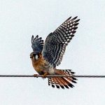 Kestrel on a wire