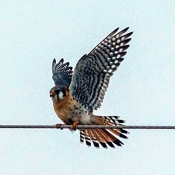 Kestrel on a wire home gallery