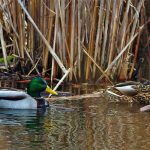 Mallards