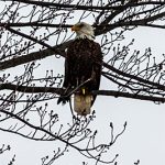 Mature Bald Eagle in a tree