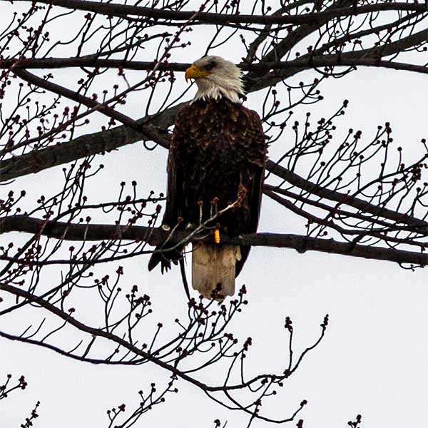 Mature bald eagle in tree 2 home gallery