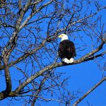 Mature Bald Eagle in a tree 1