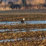 Mature Bald Eagle on the ground