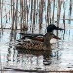 Northern Shovelers