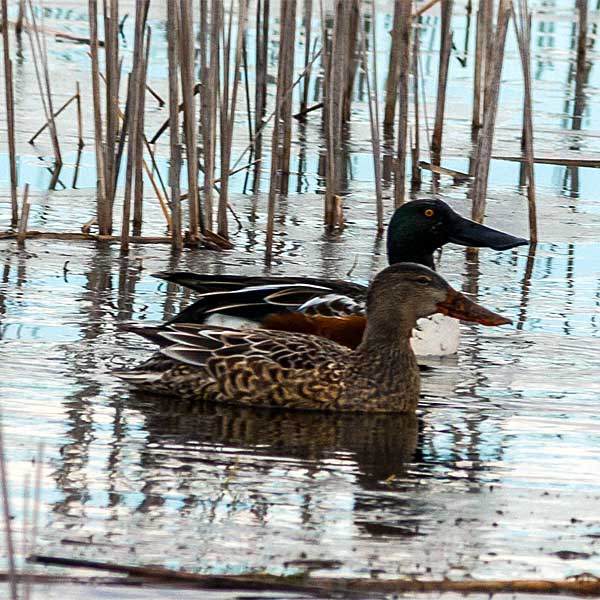 Northern Shovelers home gallery