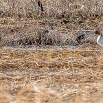 Pintails