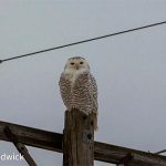 Pole Snowy Owl 1