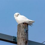 Pole Snowy Owl 2