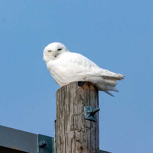 Pole Snowy Owl 2 male home gallery