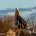 Pump jack Snowy Owl