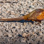 Ring-necked Pheasant in gravel