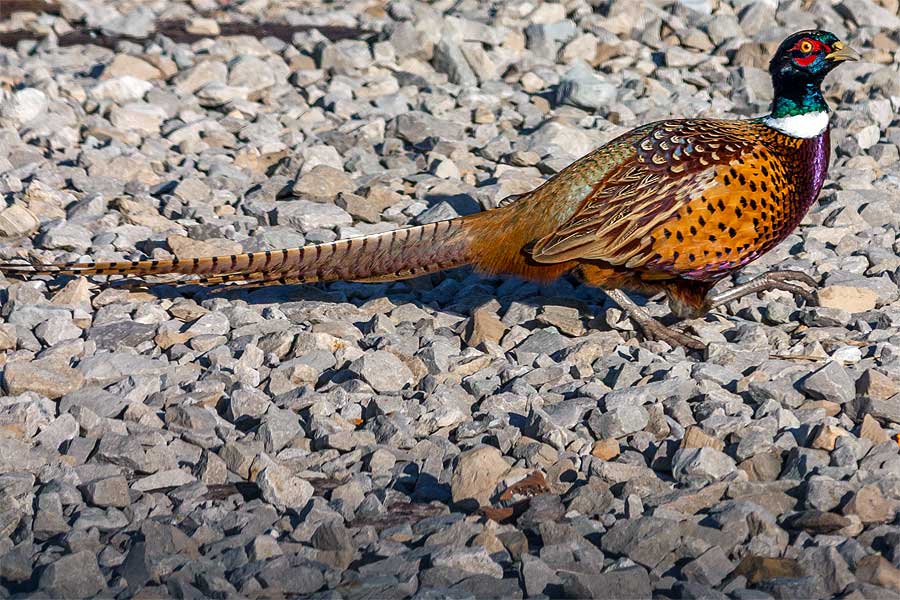 Ring-necked Pheasant home gallery img6061