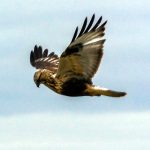 Rough-legged hawk flying img4784