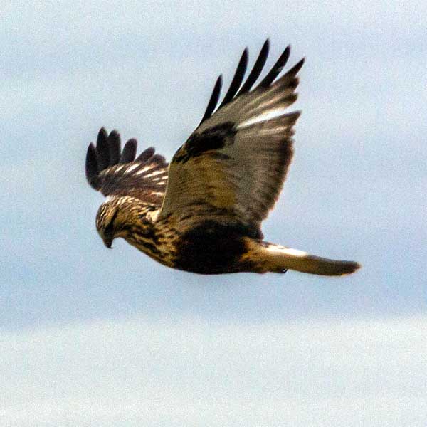 Rough legged Hawk flying home gallery img4784