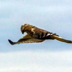 Rough-legged hawk hovering img4783