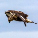 Rough-legged hawk soaring img4785