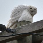 Smiling Snowy Owl