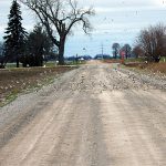 Snow Buntings in the road