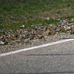 Snow Buntings at the roadside