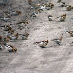 Snow Bunting up close