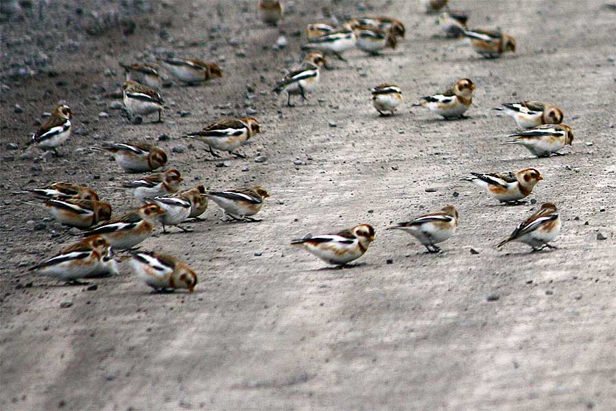 Snow Buntings up close home gallery