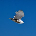 Snow Owl in flight