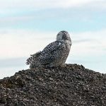 Snow Owl on a hill