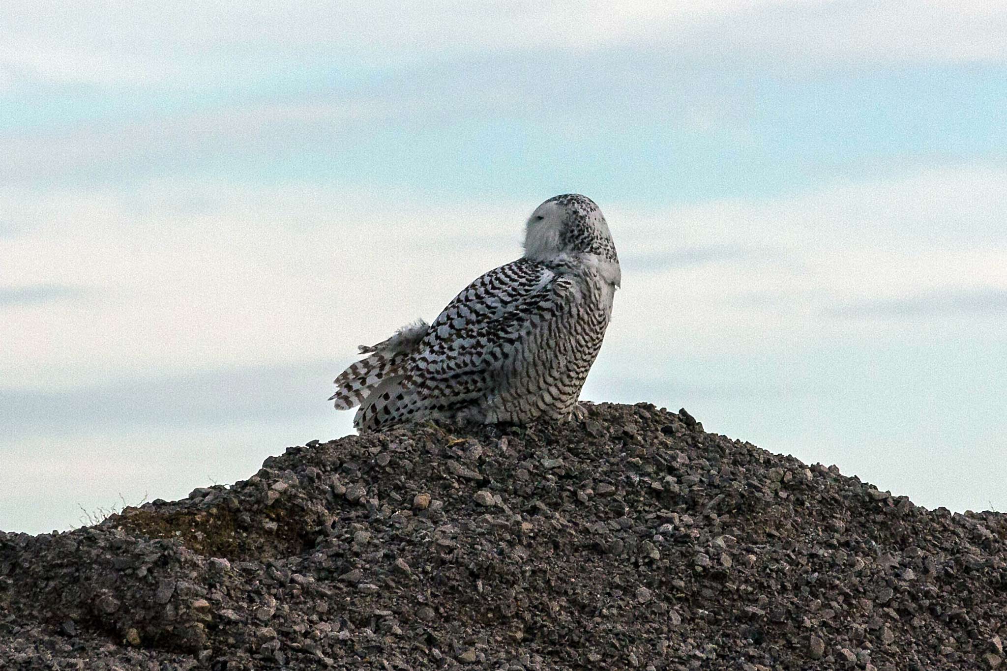 Snowy owl on a Michigan hill home page