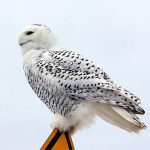 Snowy Owl on sign