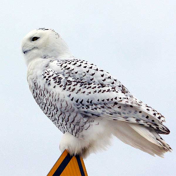 Snowy owl on sign home gallery