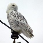 Snow Owl on a wire