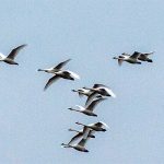 Tundra Swans in flight