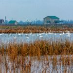 Tundra Swans in water