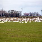 Tundra Swans large flock