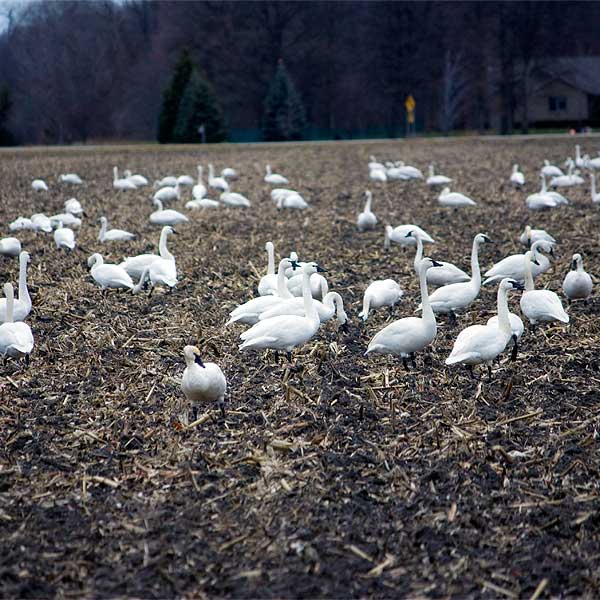 Tundra Swans up close home gallery