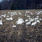 Tundra Swans up close